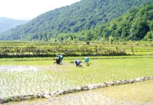 Water scarcity could hit major crops cultivation during Kharif season