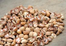 SHC sends betel nut for lab test, next hearing on April 10