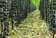 Brazil sugarcane industry vilifies Pakistan, India for protectionist measures