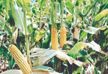 Water scarcity fuels crisis for sowing of Kharif crops