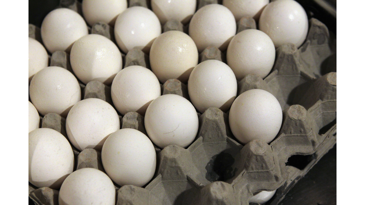 Dutch company to set up Pakistan's largest egg processing factory in