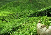 Tea imports growth recorded at over 9% in 10 months