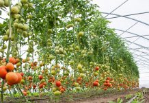 Commerce secretary inaugurates PHDEC’s head office, reassures future plans