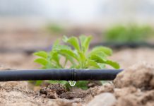 Can drip irrigation eradicate Pakistan’s water crisis and food insecurity?