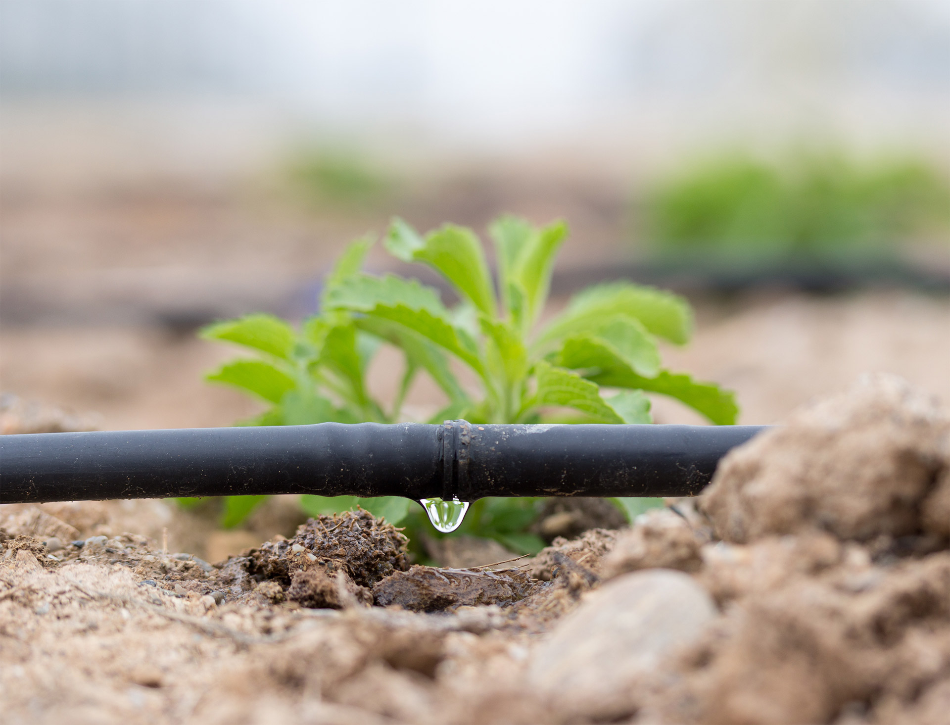 Can drip irrigation eradicate Pakistan’s water crisis and food insecurity?