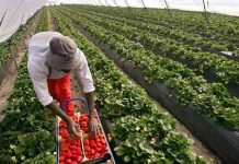 ‘Agriculture in Europe to decline as Asian output grows’