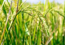 Pakistan develops high-yield hybrid basmati seed with China’s help