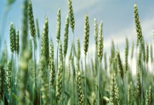 Farmers advised to irrigate wheat crops to avoid fungus