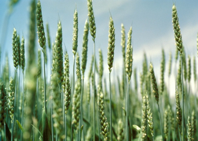 Hybrid wheat successfully harvested in Pakistan: Global Times