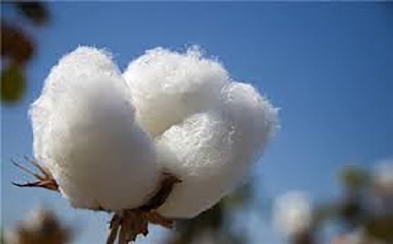 Cotton market sees brisk trading