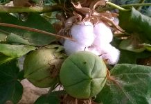 Cotton production surges by 81pc, but challenges loom over target achievement