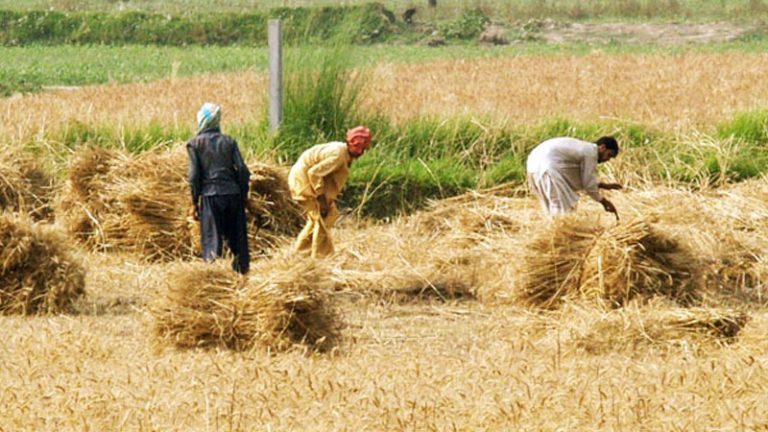 KP govt introduces reforms to uplift agri sector