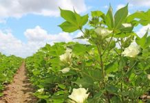 Drastic fall predicted in cotton production