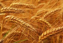 KP govt to import 150,000 tonnes wheat to plug shortfall