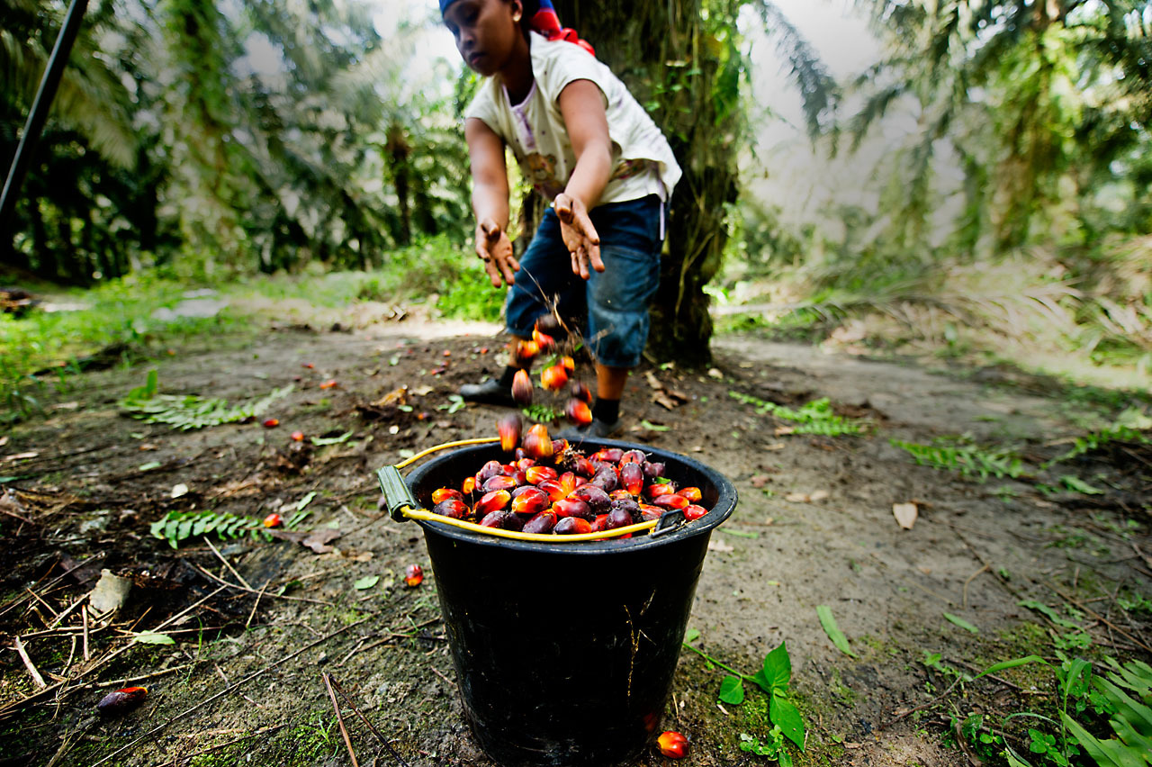 Palm oil import increases 34pc in 8MFY21