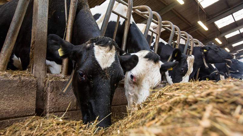 Pakistan 'gifts' 15,000 livestock animals to Gulf countries despite ban