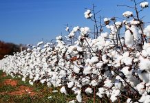 Adhocism, poor governance main causes of declining cotton production