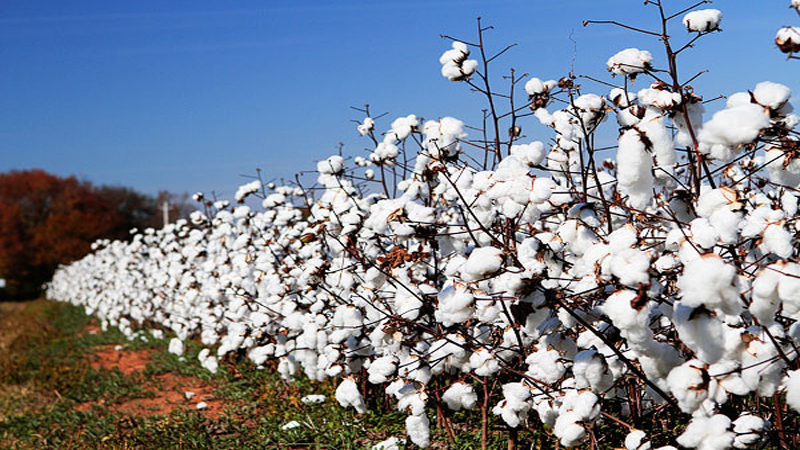 Adhocism, poor governance main causes of declining cotton production