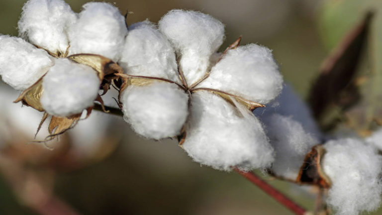 ‘Future of Pakistan’s economy linked to cotton’