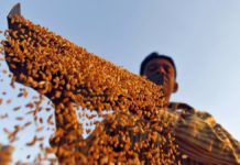 Pakistan set to gift 40,000 metric tons of wheat to Afghanistan