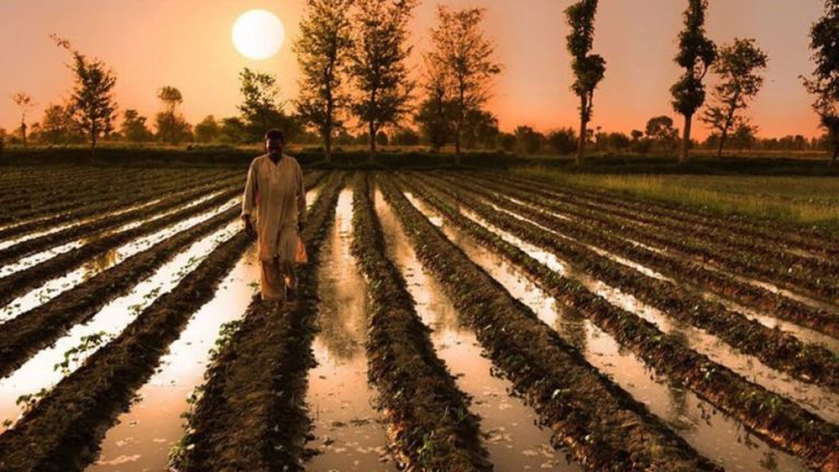 KP taking untraditional steps for development of agriculture
