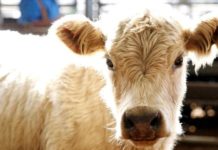 China offers Pakistan to establish foot and mouth disease-free zones