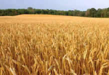 China to boost grain imports from ‘Belt & Road’ countries amid Sino-U.S. trade spat: Official