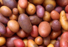 Pakistan, South Korea pioneer revolutionary technology for potato seed production
