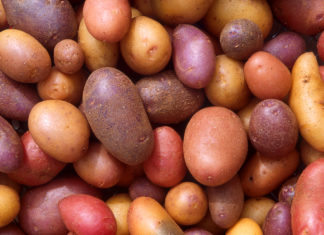 PRI develops smog tolerant potato varieties as climate pressures mount