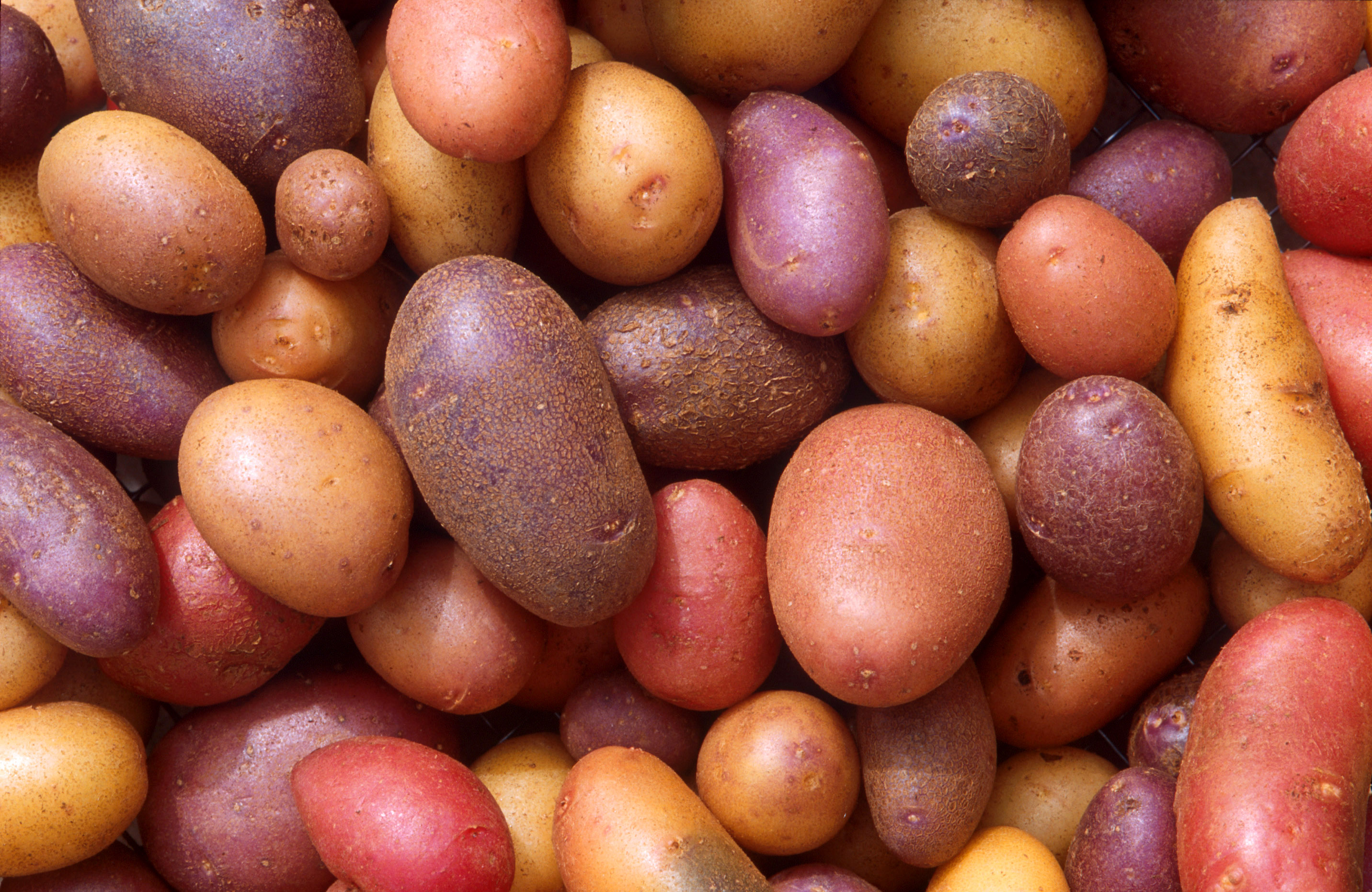 PRI develops smog tolerant potato varieties as climate pressures mount