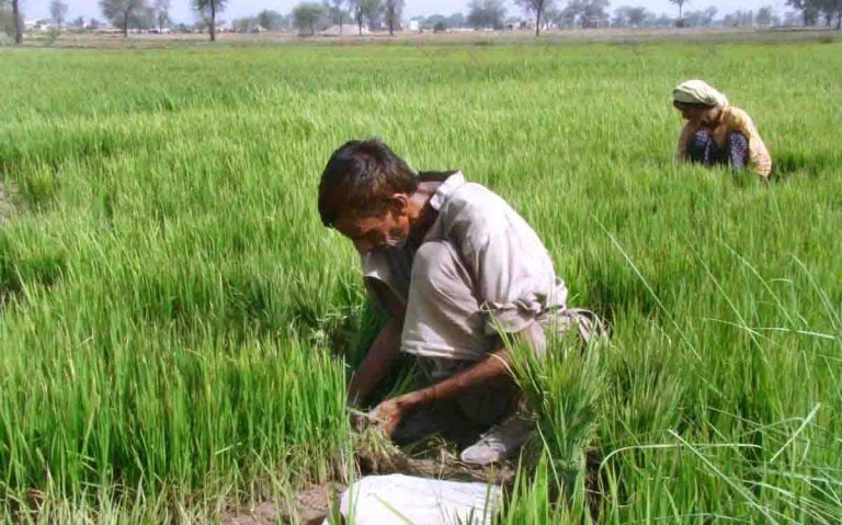 Agriculture sector may get Rs35bn subsidy in mini-budget   