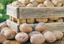 Govt urged to help traders export potatoes to China