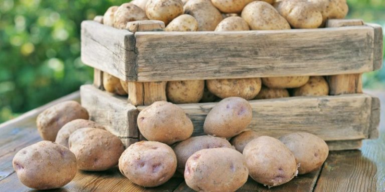 Govt urged to help traders export potatoes to China