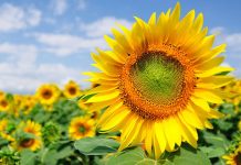 Rs5,000 per acre subsidy announced for sunflower farmers