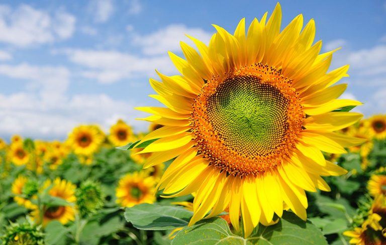Rs5,000 per acre subsidy announced for sunflower farmers