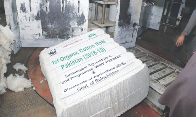 Pakistan's first organic cotton bale harvested in Balochistan