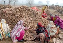 LCCI demands facilitation for potato exports