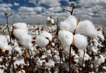 Senate body expresses concern over shrinking of land under cotton cultivation