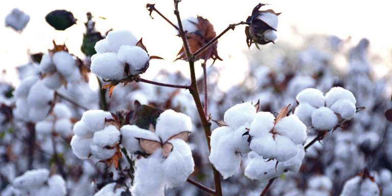 Waiving taxes, duties on cotton imports to cost Rs29 billion to national exchequer: Report Waiving taxes, duties on cotton imports to cost Rs29 billion to national exchequer: Report
