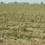 Stunted crop growth due to water shortage in Rahim Yar Khan district