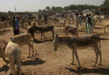 China to import donkeys from Pakistan