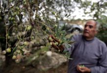 Minister stresses need to promote olive cultivation in Pakistan