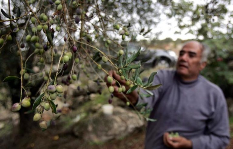 Minister stresses need to promote olive cultivation in Pakistan
