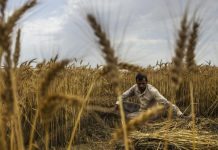 Consecutive rain spells to enhance production of bumper crops