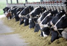 Pakistan, FAO sign accord to promote livestock, dairy sectors