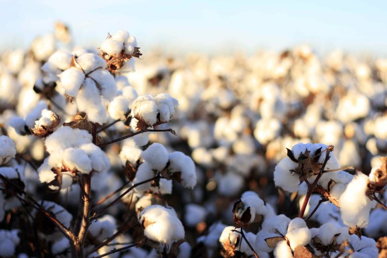 Export of raw cotton decreases 72.4pc in eight months