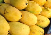 Climate change lowers Pakistan’s mango produce by 20pc