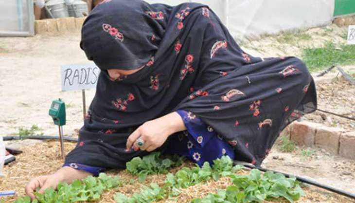 FAO trains 400 Baloch women in agri-entrepreneurship