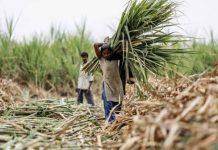 Sugar rush fades for Indian farmers ahead of vote
