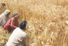 Wheat stock estimated at 28.16m tonnes, well over national requirements
